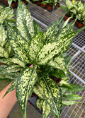 4" Aglaonema Snow White
